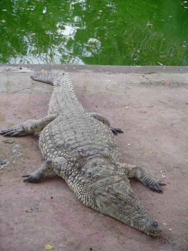 Fonds d'cran Animaux Crocodiles - Alligators - Camans Crocodile