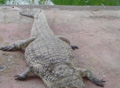 Fonds d'cran Animaux Crocodile