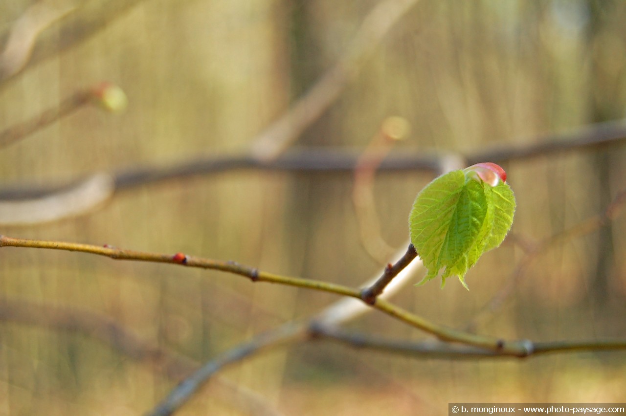 Fonds d'cran Nature Feuilles - Feuillages Bourgeons de printemps