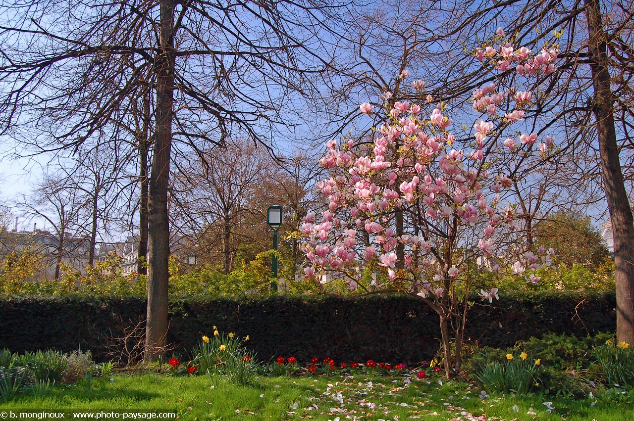 Wallpapers Nature Parks - Gardens Printemps : Jonquilles et Magnolia