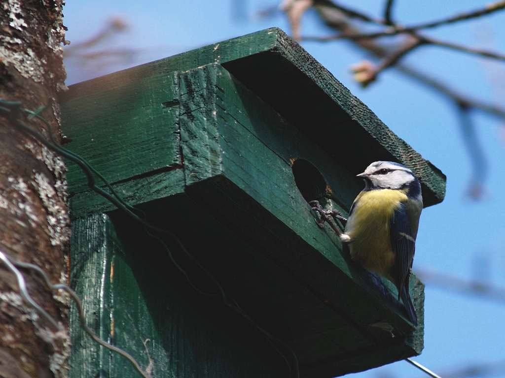 Wallpapers Animals Birds - Chickadees msange bleu