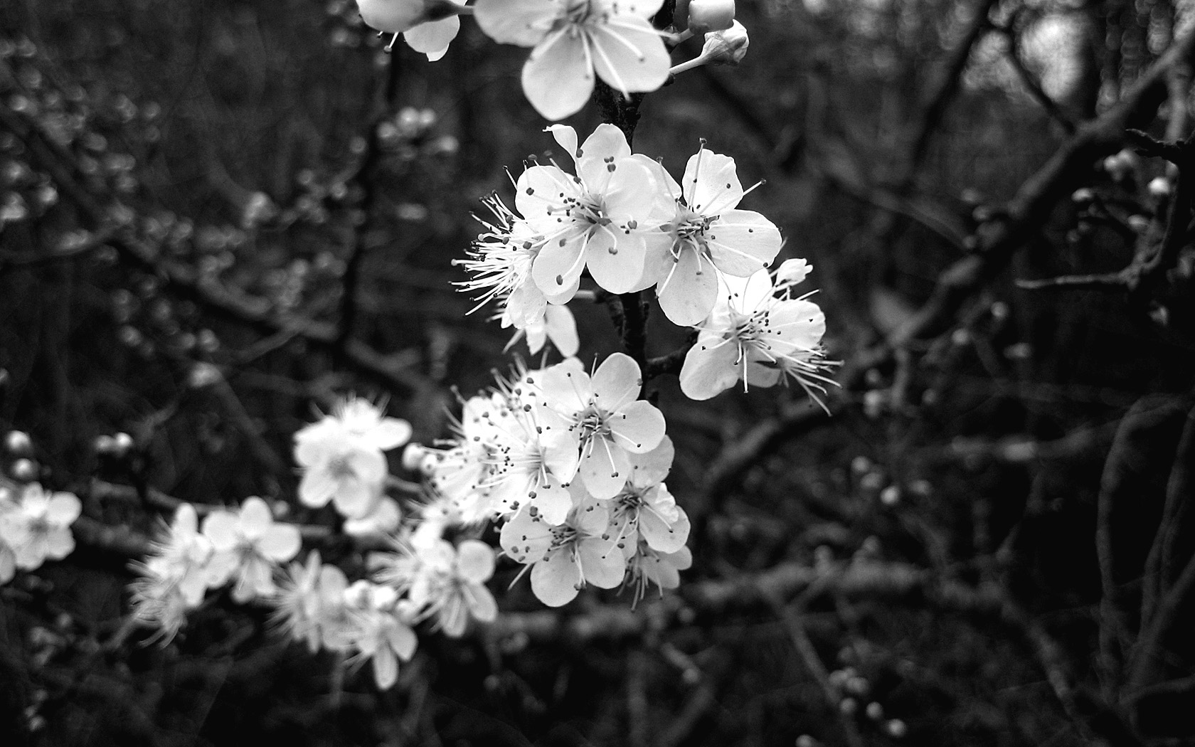 Fonds d'cran Nature Fleurs 