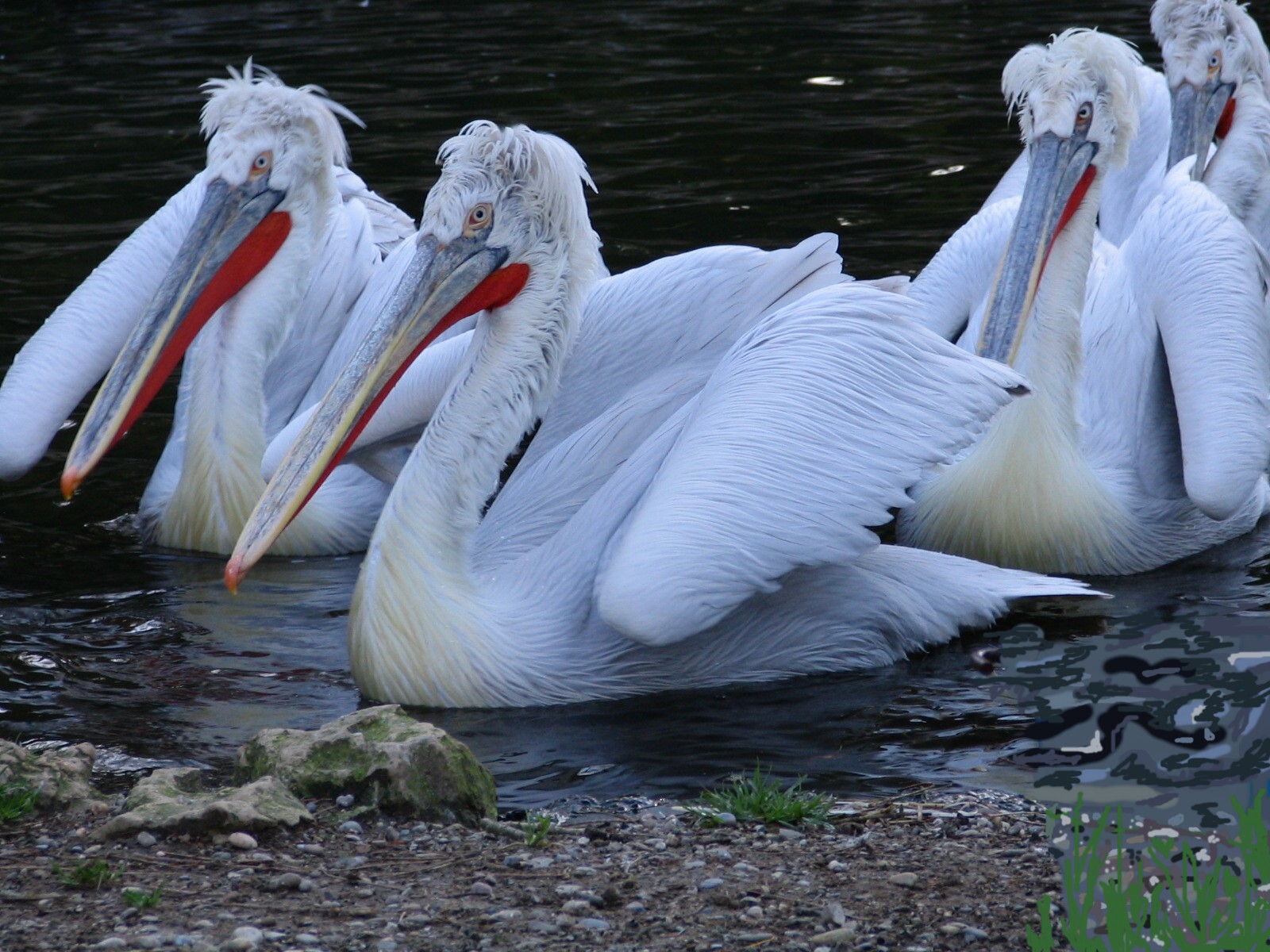 Wallpapers Animals Birds - Pelicans ZOO DE MULHOUSE