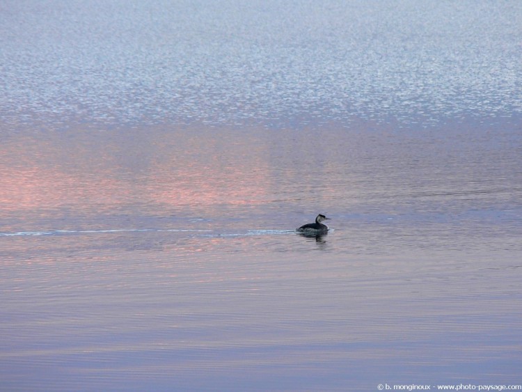 Fonds d'cran Animaux Oiseaux - Divers Grbe Hupp sur le Lac du Salagou (Hrault)