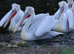 Wallpapers Animals ZOO DE MULHOUSE