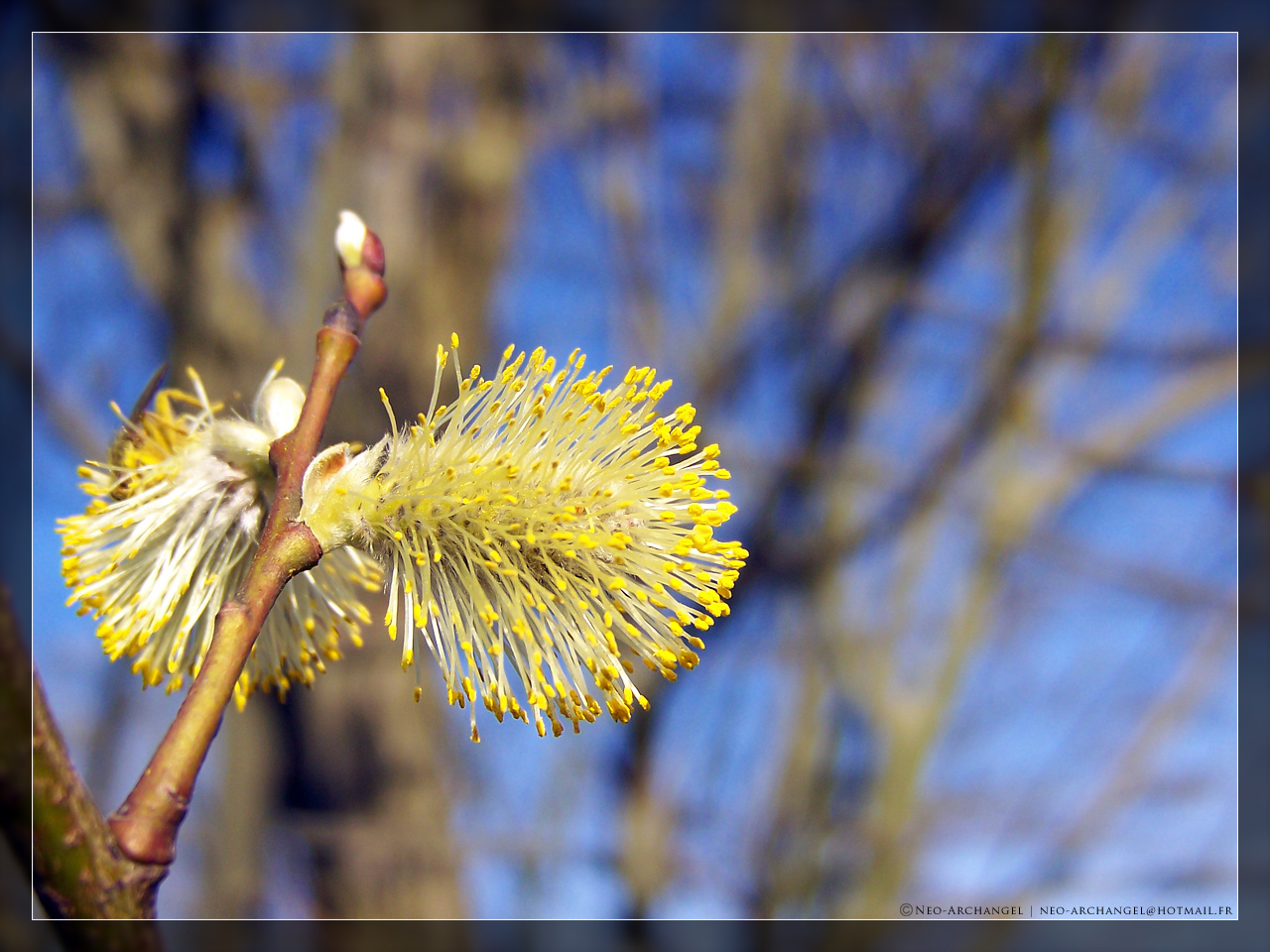 Fonds d'cran Nature Bourgeons Aprs le bourgeon...