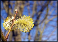 Fonds d'cran Nature Aprs le bourgeon...