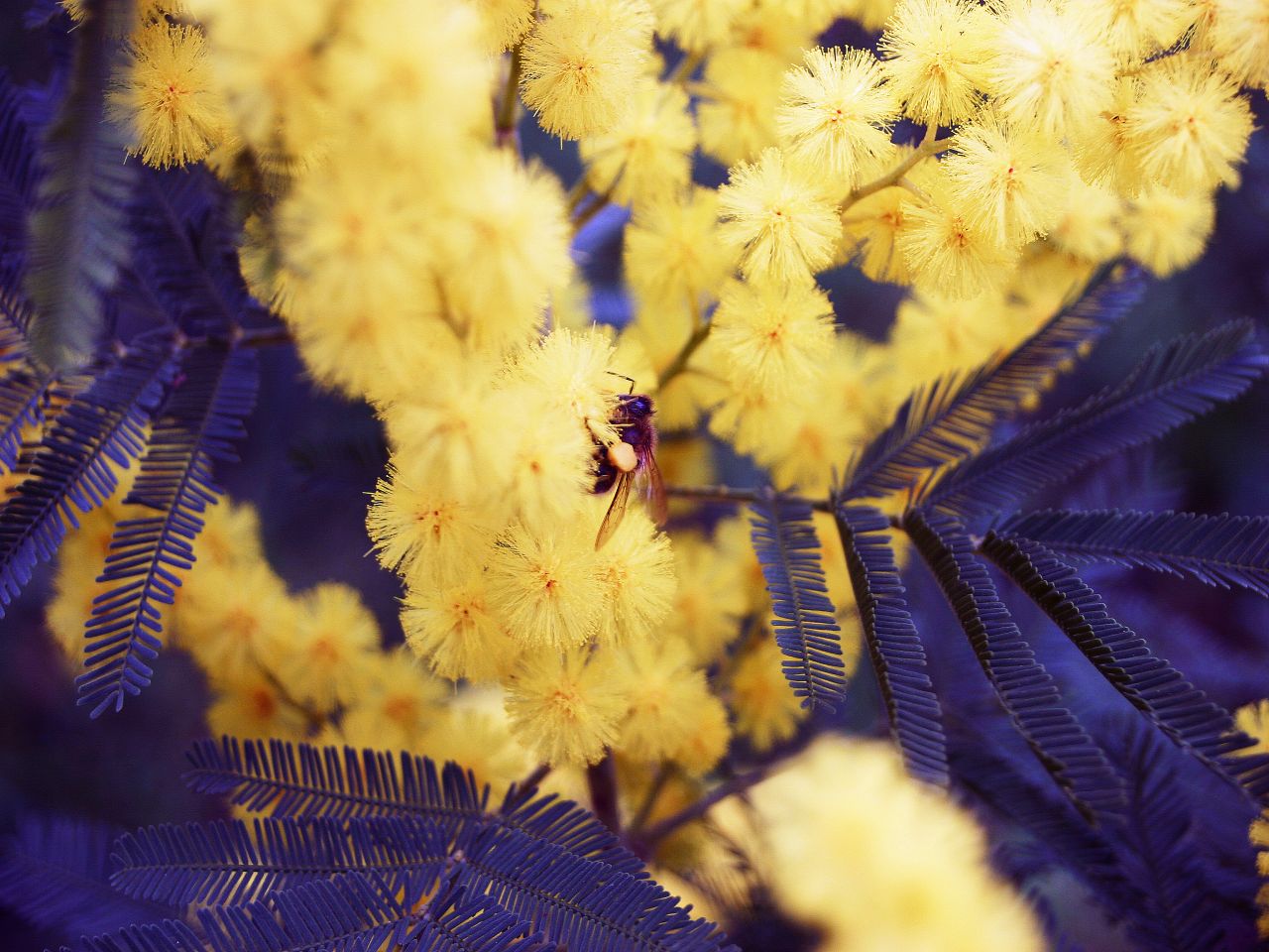 Fonds d'cran Animaux Insectes - Abeilles Gupes ... Abeille dans le mimosa