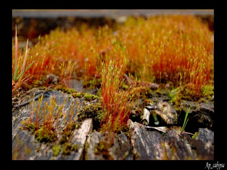 Wallpapers Nature Moss - Lichens Toundra