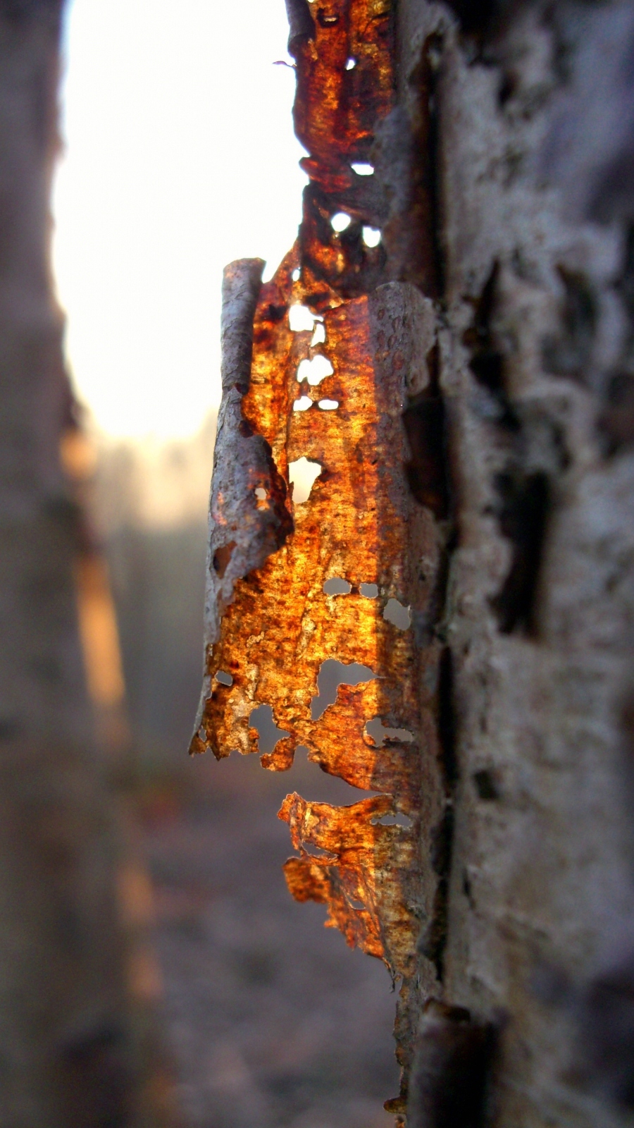 Fonds d'cran Nature Arbres - Forts Le soleil  travers