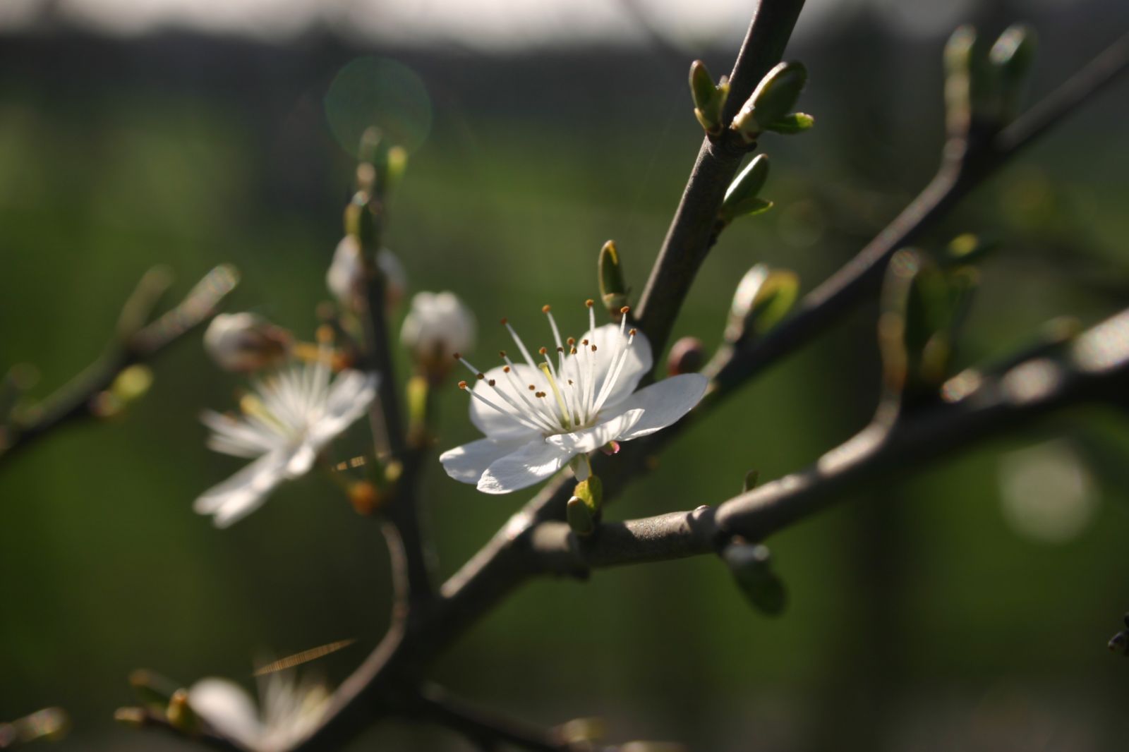 Fonds d'cran Nature Fleurs Fleurs de cerisiers