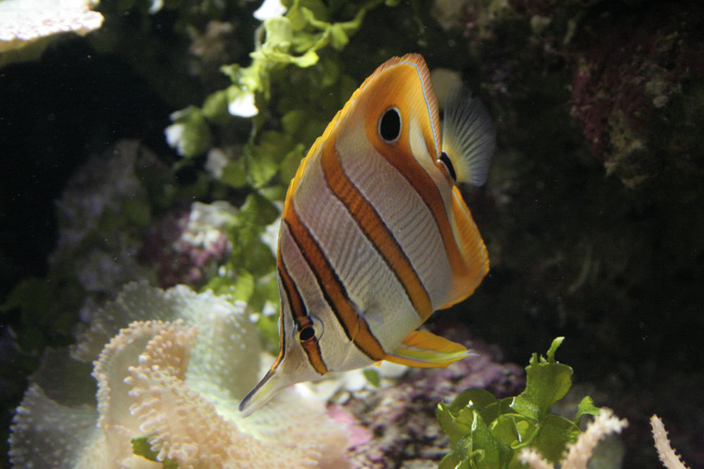 Wallpapers Animals Sealife - Fishes 