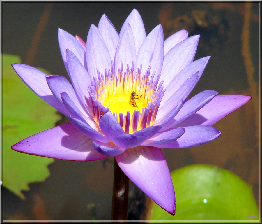 Fonds d'cran Nature Fleurs La Danseuse butineuse