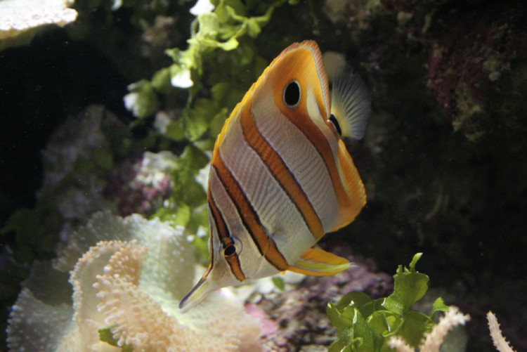 Wallpapers Animals Sealife - Fishes Wallpaper N166127