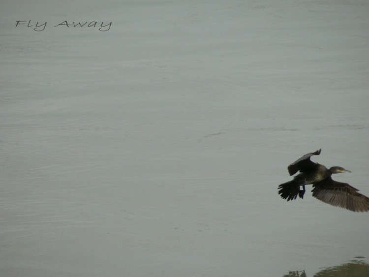 Wallpapers Animals Birds - Cormorants Fly Away