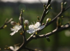 Fonds d'cran Nature Fleurs de cerisiers