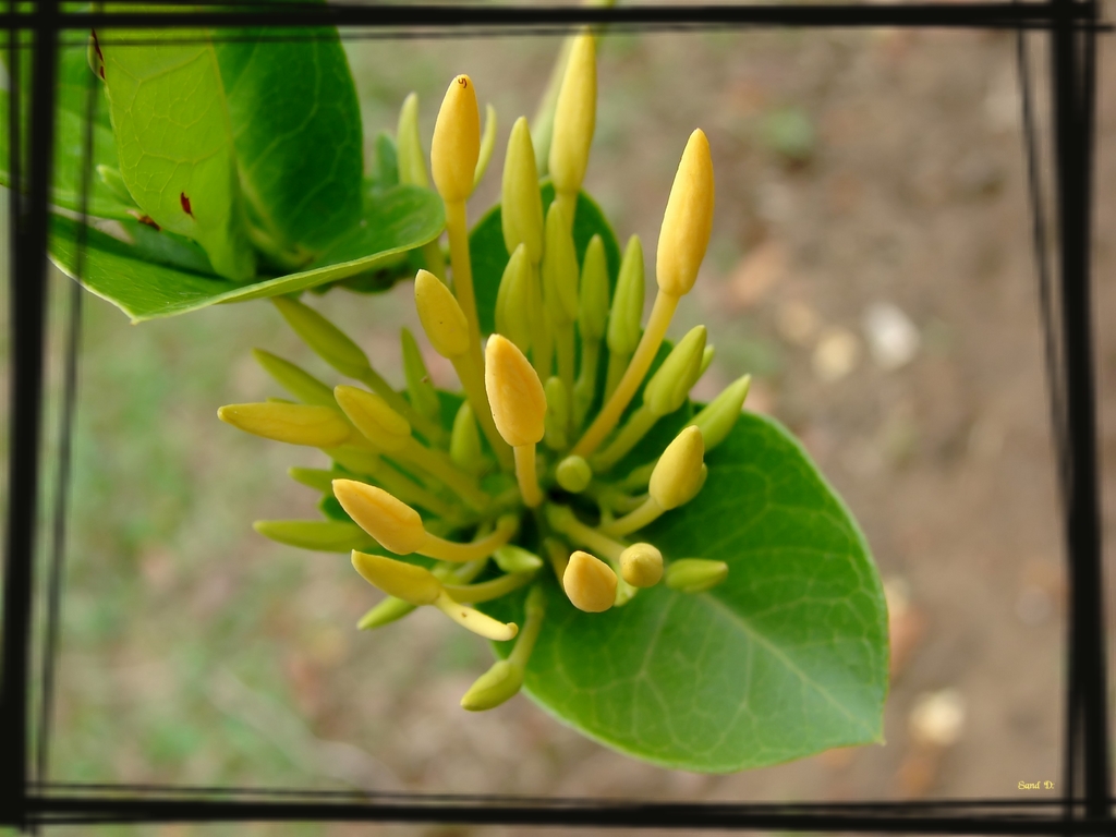 Wallpapers Nature Flowers L'closion