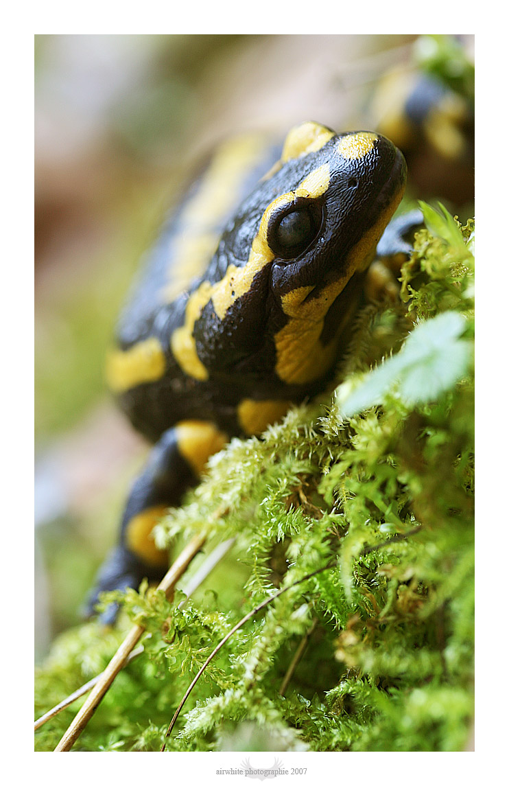 Fonds d'cran Animaux Salamandres La salamandre tachete