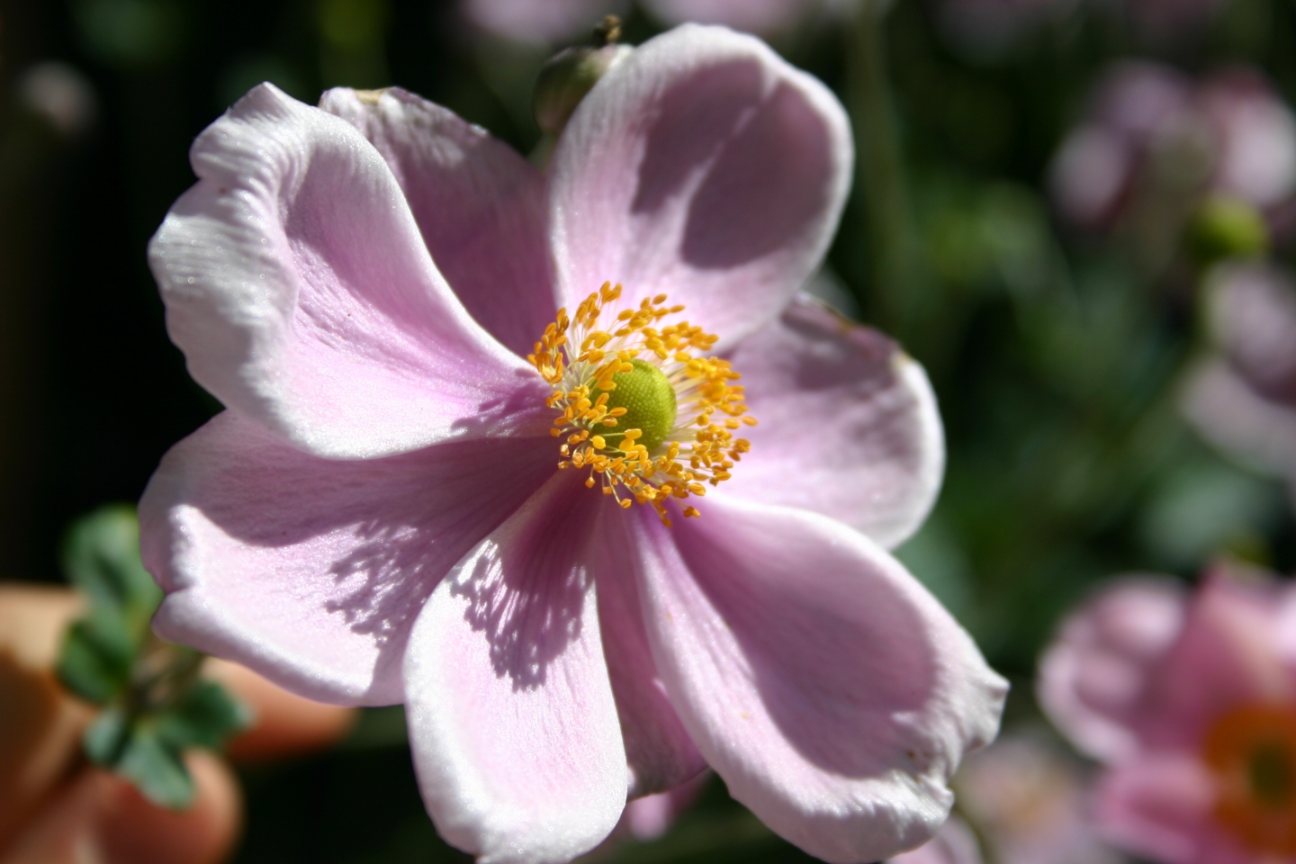 Fonds d'cran Nature Fleurs 