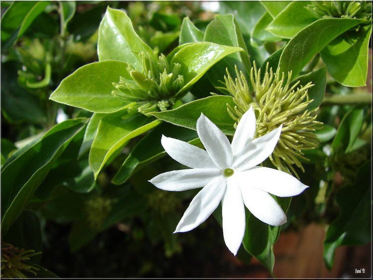 Fonds d'cran Nature Fleurs White flower