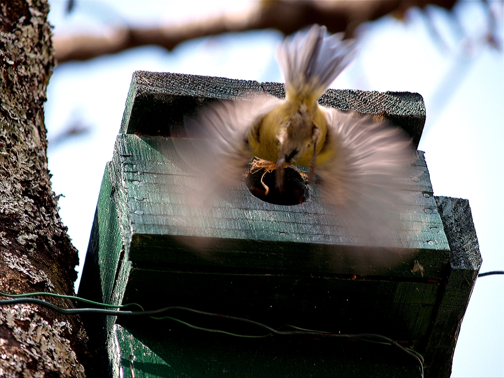 Wallpapers Animals Birds - Chickadees msange bleu