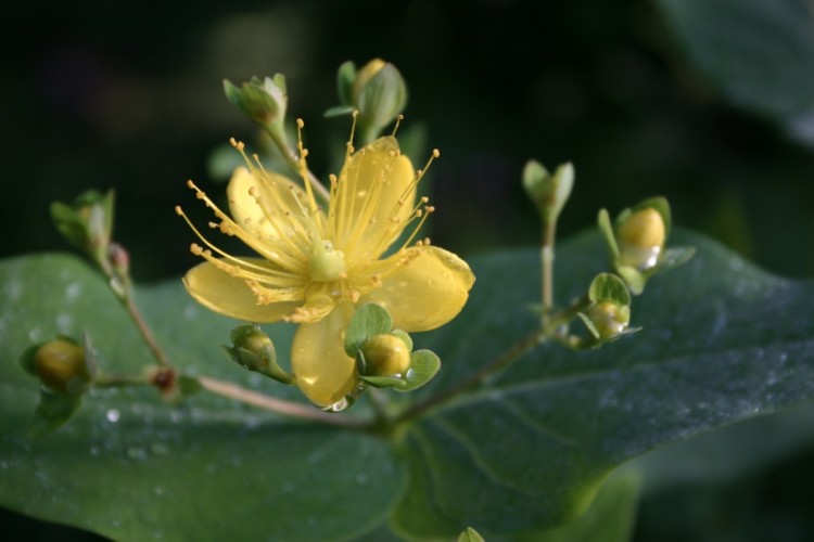 Fonds d'cran Nature Fleurs Rose matinale