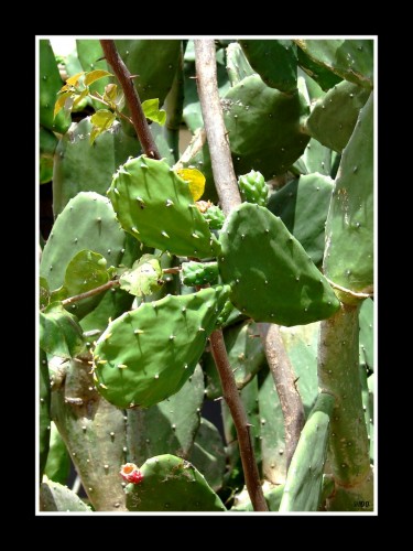 Fonds d'cran Nature Cactus CaCtUs