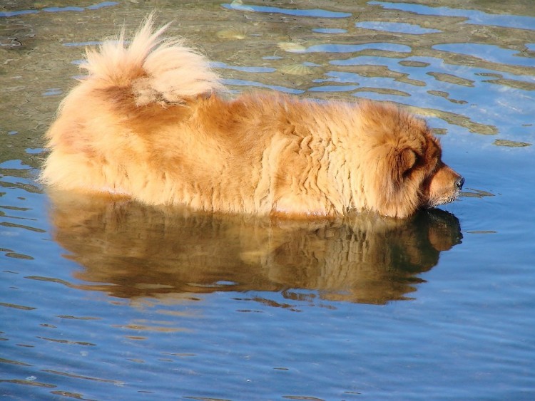 Fonds d'cran Animaux Chiens reflet de whisky a la mer