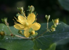 Fonds d'cran Nature Rose matinale