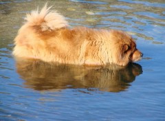 Fonds d'cran Animaux reflet de whisky a la mer