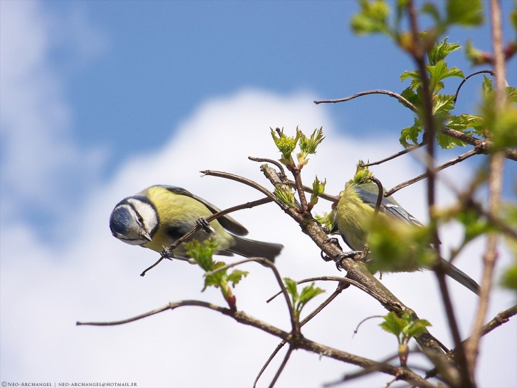 Wallpapers Animals Birds - Chickadees Msanges en vadrouille