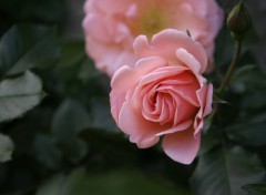 Wallpapers Nature Rose