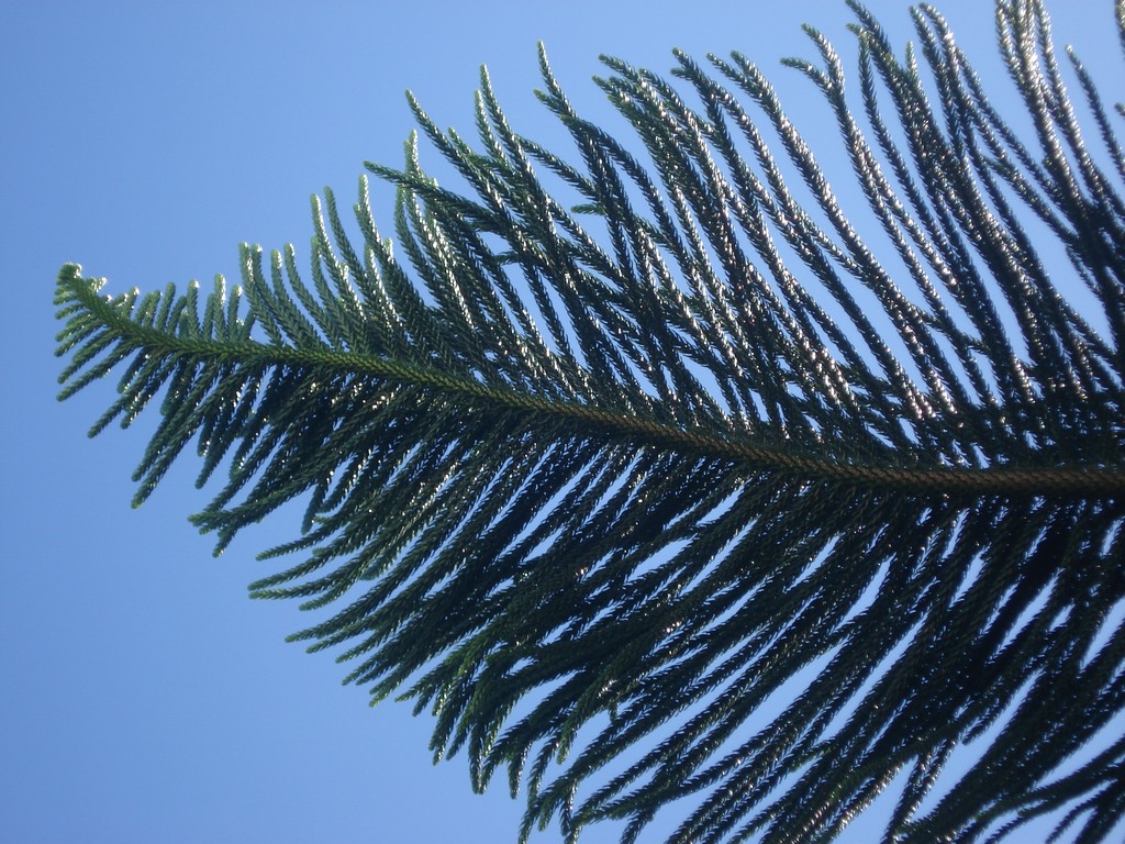 Wallpapers Nature Leaves - Foliage CRYPTOMERIA