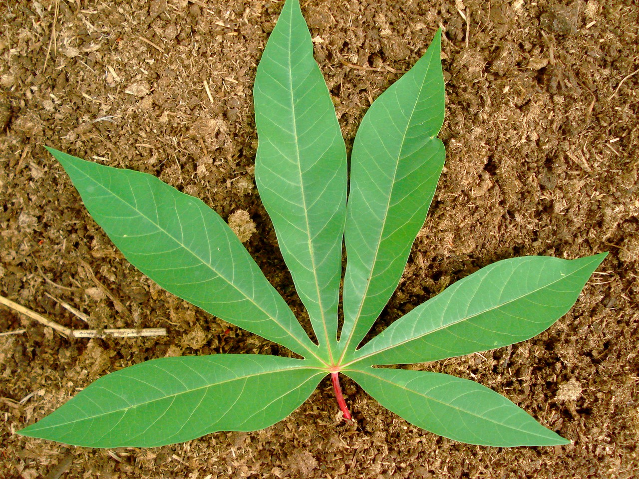 Wallpapers Nature Leaves - Foliage FEUILLE DE MANIOC