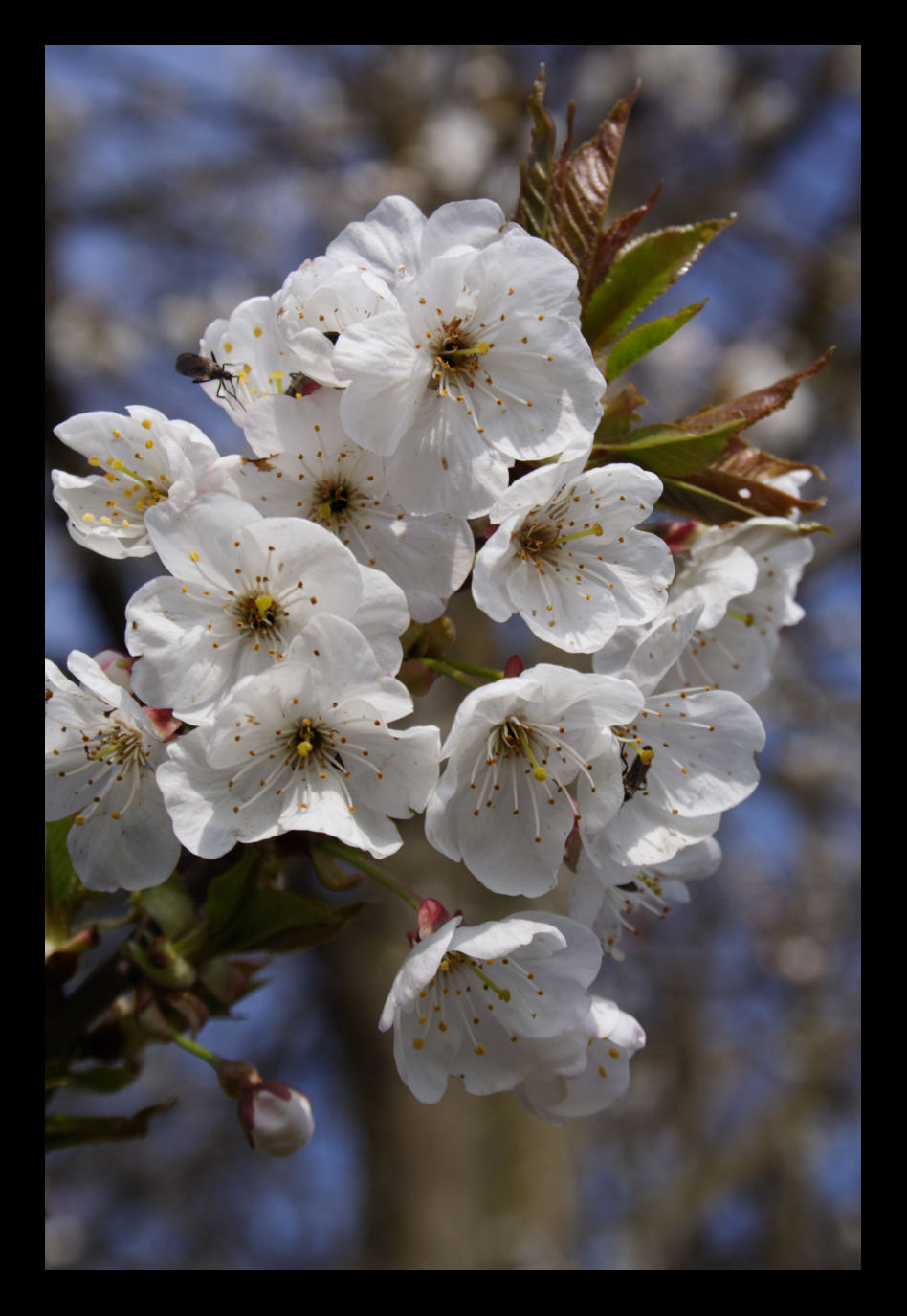 Wallpapers Nature Flowers Premires fleures de cerisier