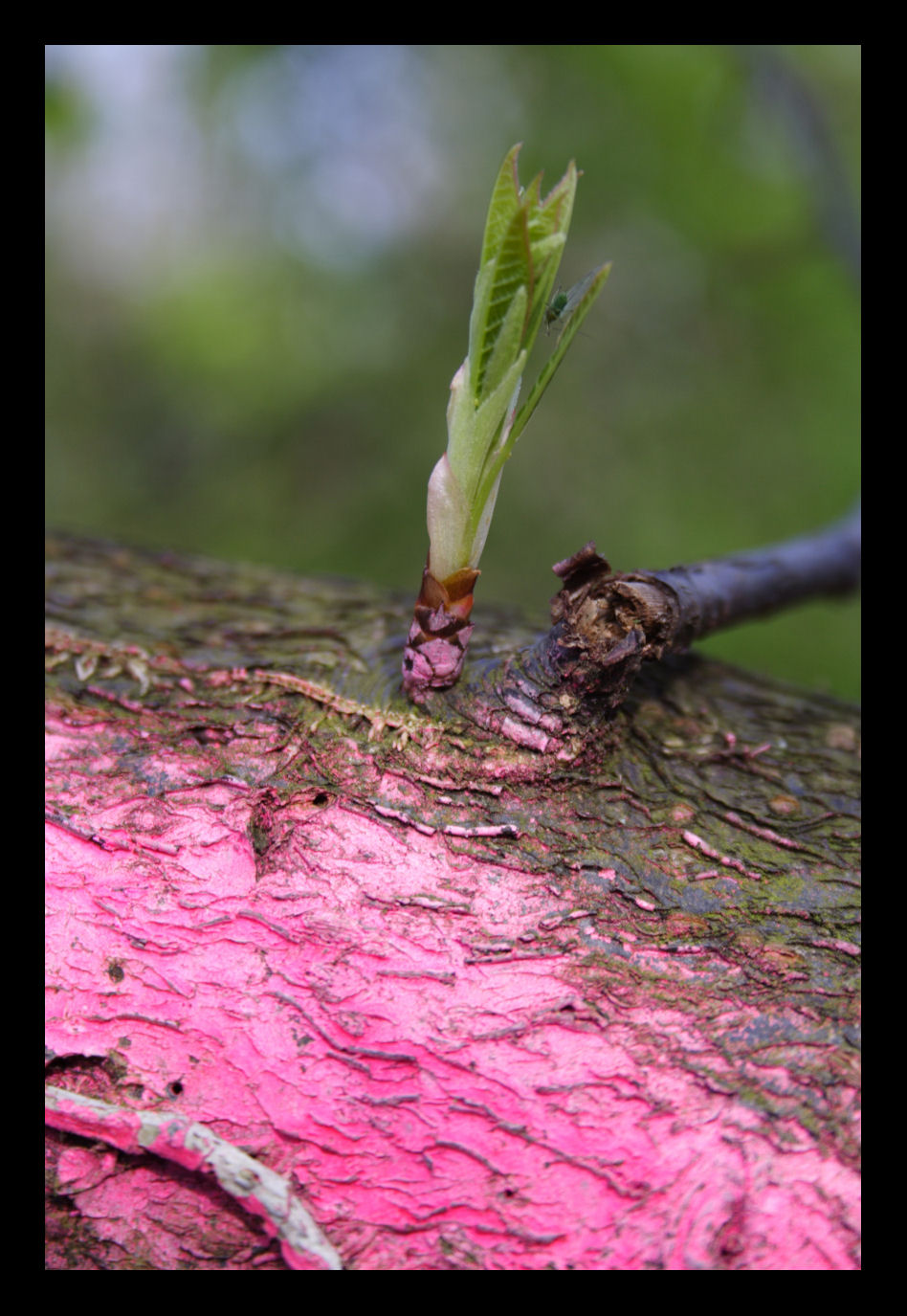 Fonds d'cran Nature Bourgeons La nature au fluo