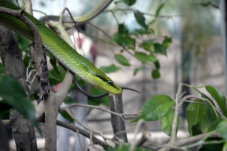 Fonds d'cran Animaux Serpents python vert des arbres