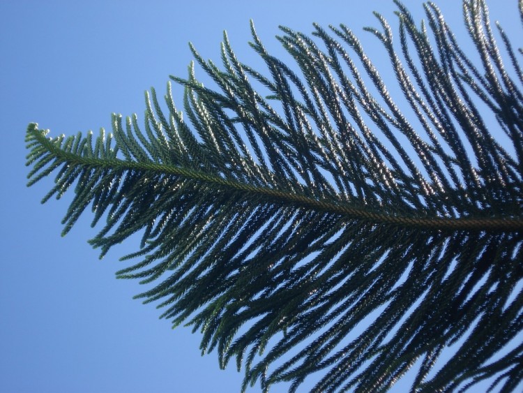 Wallpapers Nature Leaves - Foliage CRYPTOMERIA