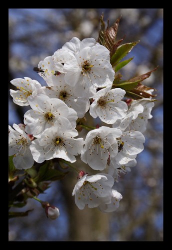 Fonds d'cran Nature Fleurs Premires fleures de cerisier