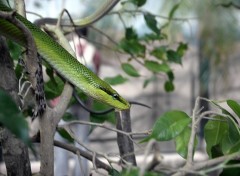 Fonds d'cran Animaux python vert des arbres