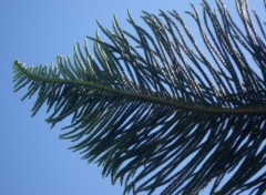 Fonds d'cran Nature CRYPTOMERIA