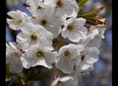 Fonds d'cran Nature Premires fleures de cerisier