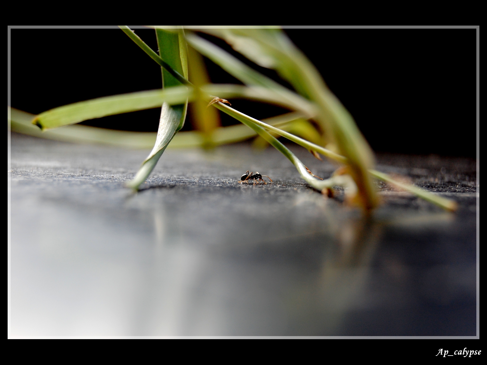 Fonds d'cran Animaux Insectes - Fourmis Perdue !