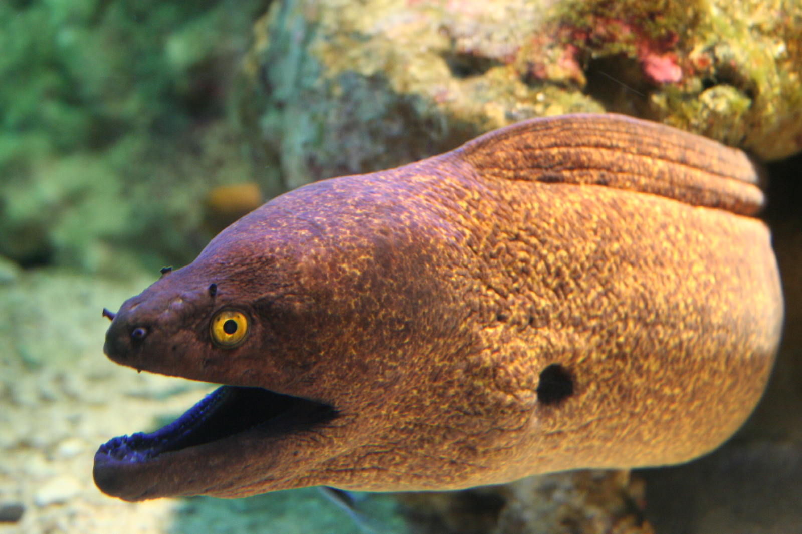 Fonds d'cran Animaux Vie marine - Poissons Murne