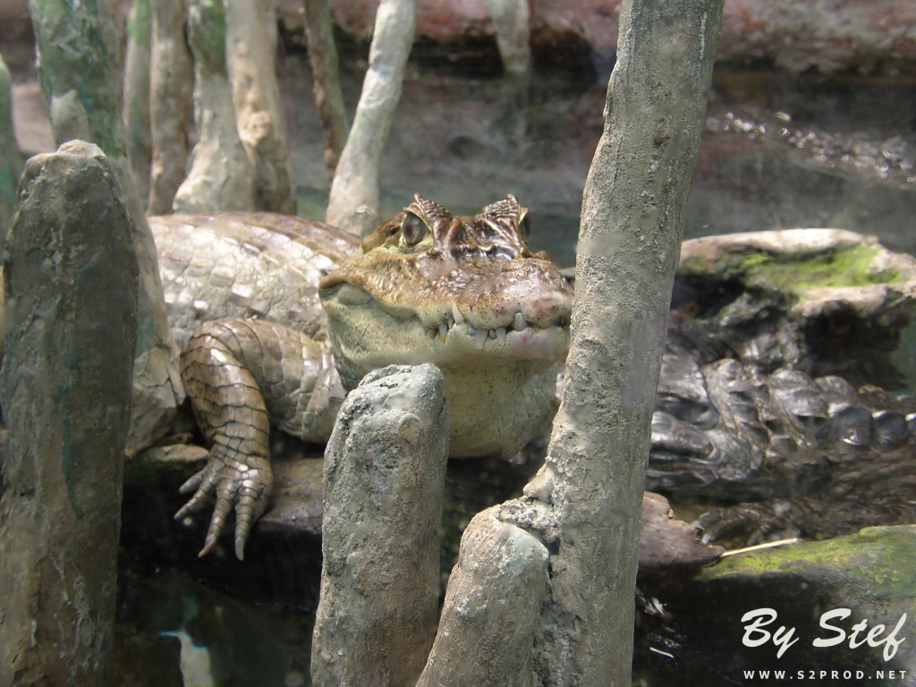 Wallpapers Animals Crocodile - Alligator - Caiman Aligator / Crocodile