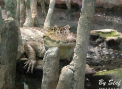 Fonds d'cran Animaux Aligator / Crocodile