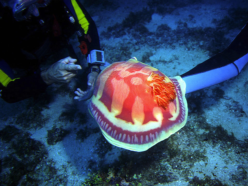 Fonds d'cran Animaux Vie marine - Poissons 