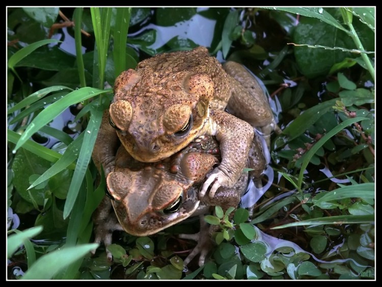 Wallpapers Animals Frogs - Toads Les Insparables