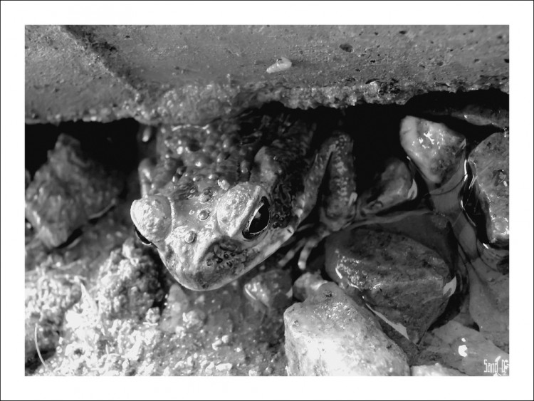 Wallpapers Animals Frogs - Toads Crapaud