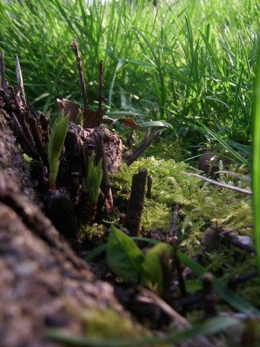 Fonds d'cran Nature Feuilles - Feuillages au coeur d'un jardin